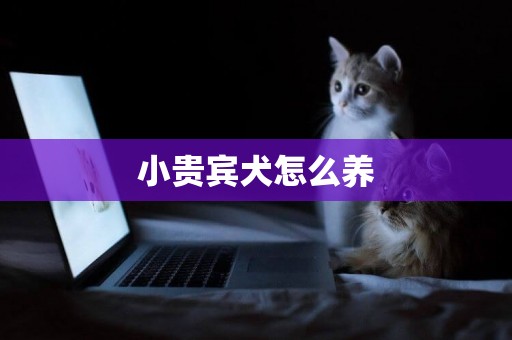 小貴賓犬怎么養