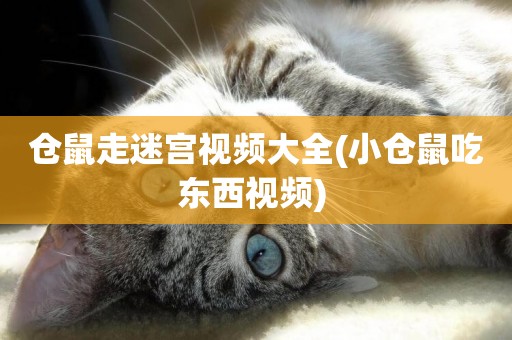 倉鼠走迷宮視頻大全(小倉鼠吃東西視頻) 