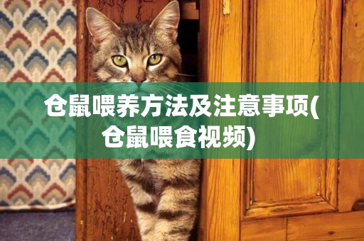 倉鼠喂養方法及注意事項(倉鼠喂食視頻) 