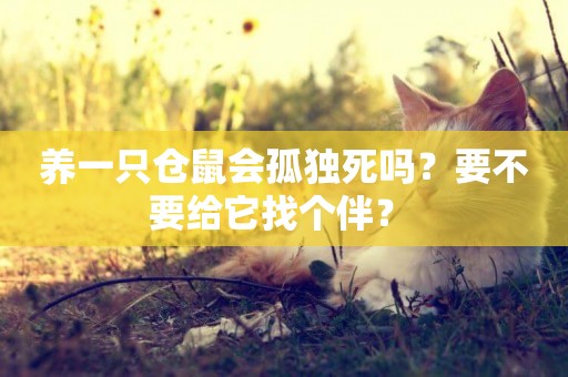 養一只倉鼠會孤獨死嗎？要不要給它找個伴？ 