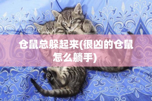 倉鼠總躲起來(很兇的倉鼠怎么躺手) 