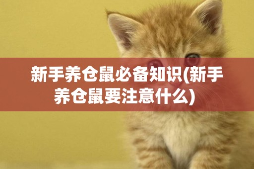 新手養倉鼠必備知識(新手養倉鼠要注意什么) 