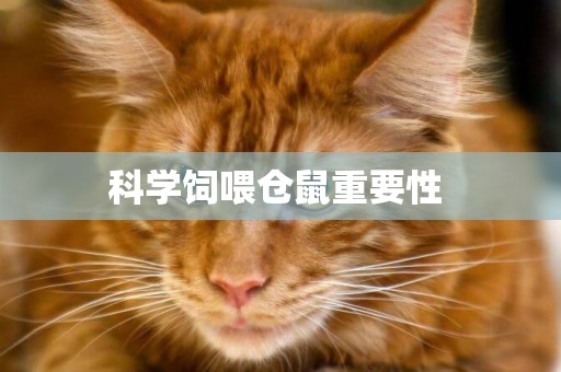 科學飼喂倉鼠重要性 