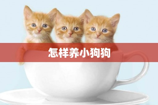 怎樣養小狗狗