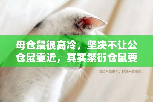 母倉鼠很高冷，堅決不讓公倉鼠靠近，其實繁衍倉鼠要這樣做 