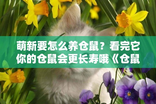 萌新要怎么養倉鼠？看完它你的倉鼠會更長壽哦《倉鼠飼養指南》 