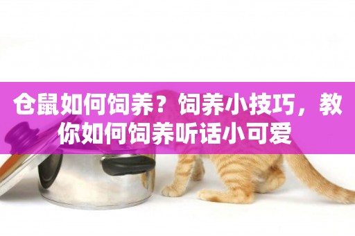 倉鼠如何飼養？飼養小技巧，教你如何飼養聽話小可愛 