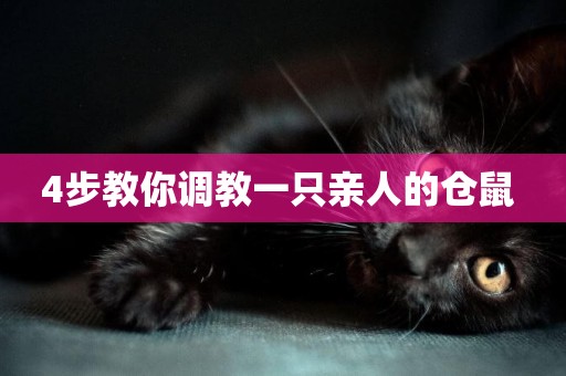 4步教你調教一只親人的倉鼠 