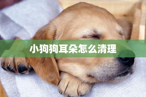 小狗狗耳朵怎么清理