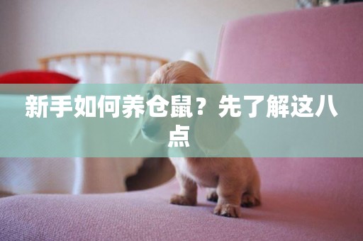 新手如何養倉鼠？先了解這八點 
