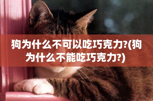 狗為什么不可以吃巧克力?(狗為什么不能吃巧克力?) 
