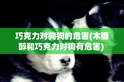 巧克力對狗狗的危害(木糖醇和巧克力對狗有危害) 