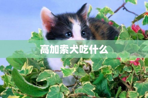 高加索犬吃什么