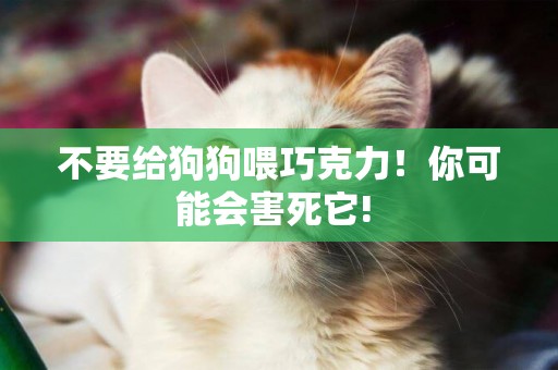 不要給狗狗喂巧克力！你可能會害死它! 