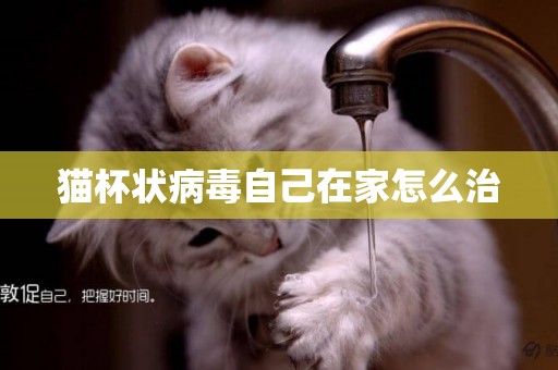 貓杯狀病毒自己在家怎么治