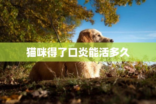 貓咪得了口炎能活多久