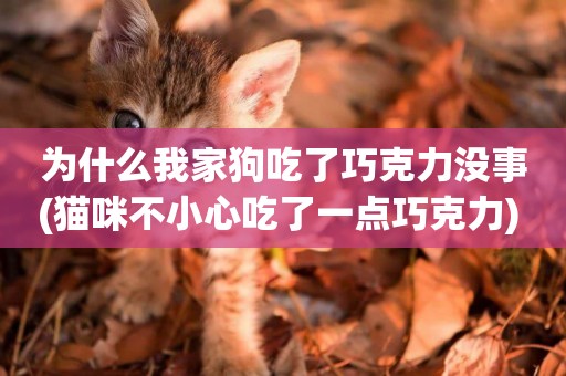 為什么我家狗吃了巧克力沒事(貓咪不小心吃了一點巧克力) 
