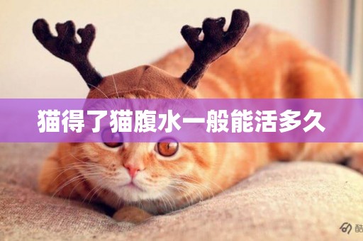 貓得了貓腹水一般能活多久