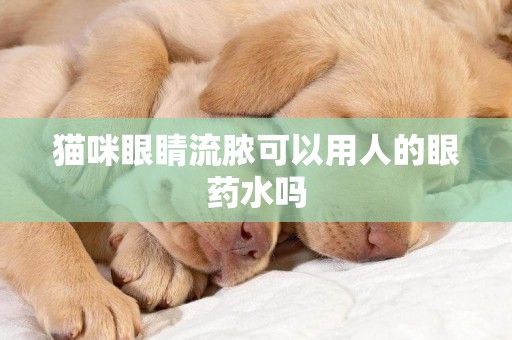 貓咪眼睛流膿可以用人的眼藥水嗎