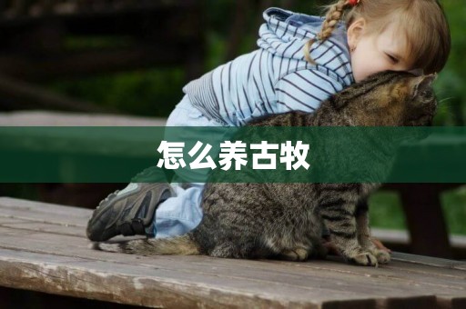 怎么養古牧