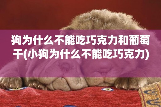 狗為什么不能吃巧克力和葡萄干(小狗為什么不能吃巧克力) 
