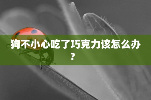 狗不小心吃了巧克力該怎么辦？ 