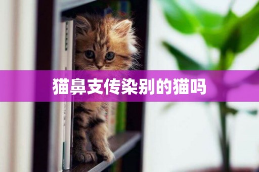 貓鼻支傳染別的貓嗎