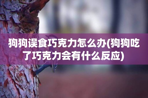 狗狗誤食巧克力怎么辦(狗狗吃了巧克力會有什么反應) 
