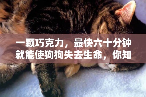 一顆巧克力，最快六十分鐘就能使狗狗失去生命，你知道為什么嗎？ 