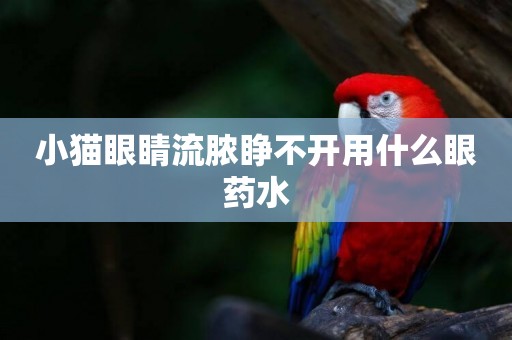 小貓眼睛流膿睜不開用什么眼藥水