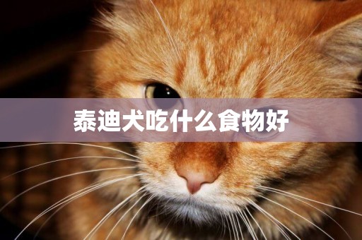 泰迪犬吃什么食物好
