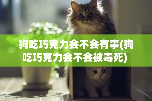 狗吃巧克力會不會有事(狗吃巧克力會不會被毒死) 