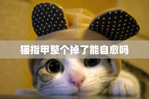貓指甲整個掉了能自愈嗎