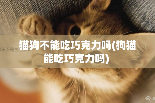 貓狗不能吃巧克力嗎(狗貓能吃巧克力嗎) 