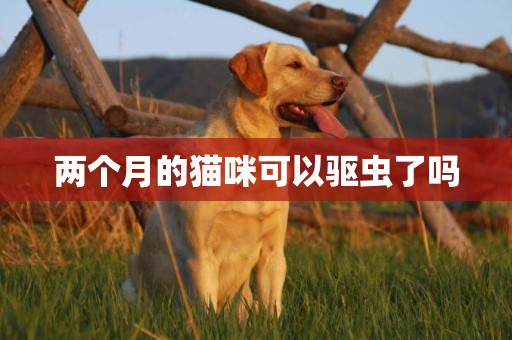 兩個月的貓咪可以驅蟲了嗎