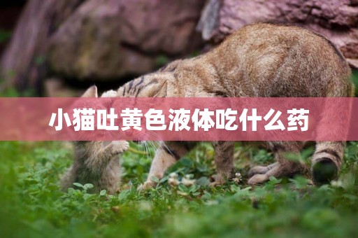 小貓吐黃色液體吃什么藥