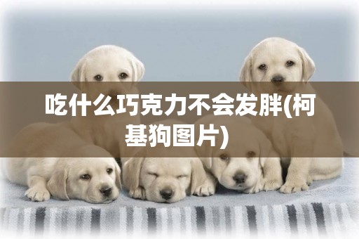 吃什么巧克力不會發胖(柯基狗圖片) 
