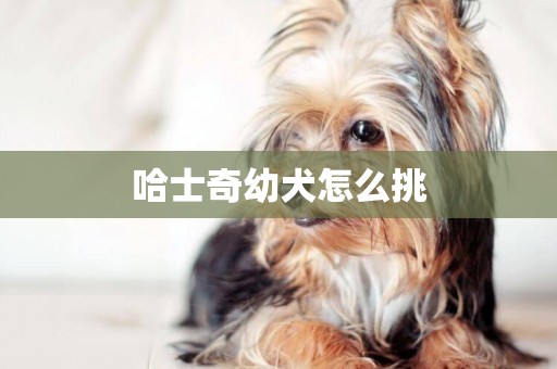 哈士奇幼犬怎么挑