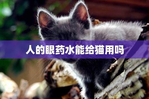 人的眼藥水能給貓用嗎