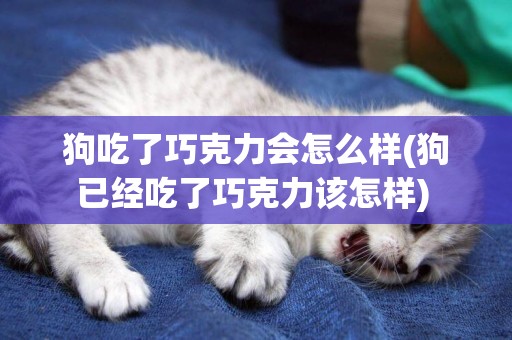 狗吃了巧克力會怎么樣(狗已經吃了巧克力該怎樣) 