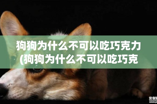 狗狗為什么不可以吃巧克力(狗狗為什么不可以吃巧克力?) 