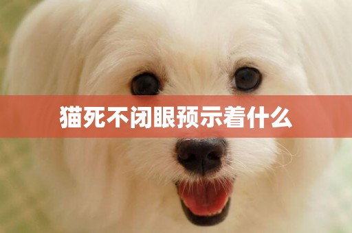 貓死不閉眼預示著什么