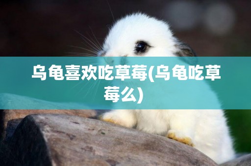 烏龜喜歡吃草莓(烏龜吃草莓么) 