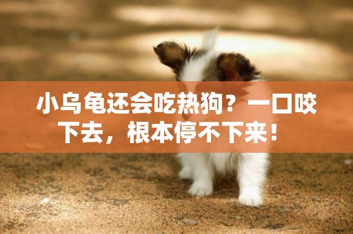 小烏龜還會吃熱狗?一口咬下去,根本停不下來! 小烏龜還會吃熱狗?一口咬下去,根本停不下來!