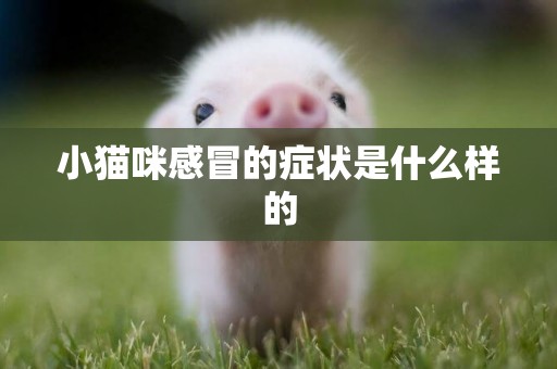 小貓咪感冒的癥狀是什么樣的
