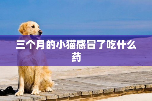 三個月的小貓感冒了吃什么藥