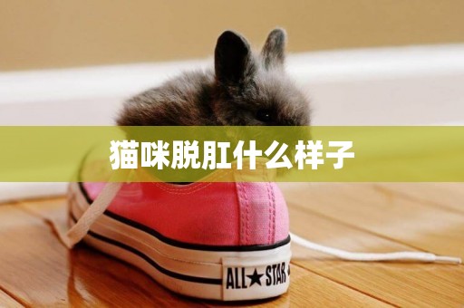 貓咪脫肛什么樣子