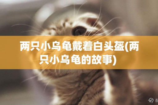 兩只小烏龜戴著白頭盔(兩只小烏龜的故事) 