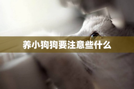 養小狗狗要注意些什么