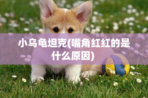 小烏龜坦克(嘴角紅紅的是什么原因) 
